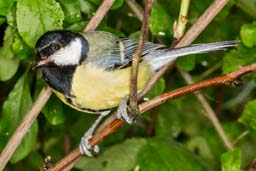 great tit